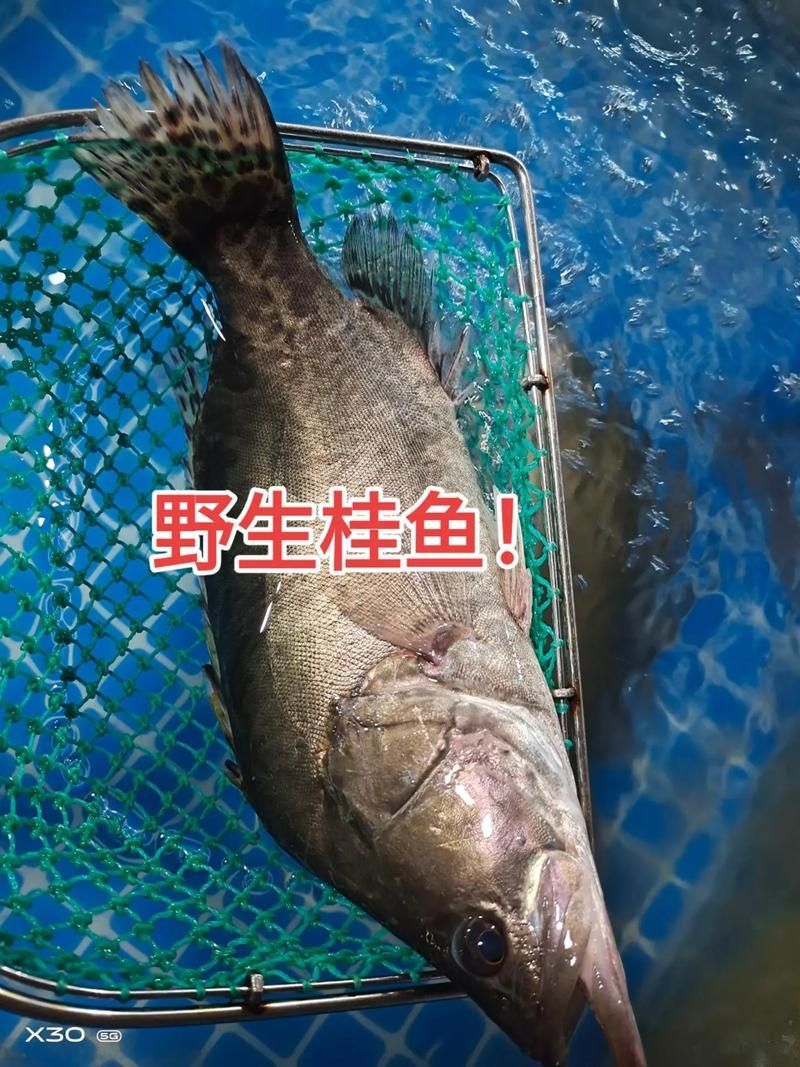 桂魚圖片大全，桂魚常見品種對比表，幫你快速分辨不同種類和生態(tài)差異