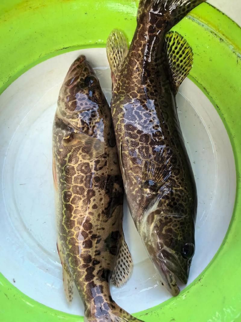 桂魚圖片大全，桂魚常見品種對比表，幫你快速分辨不同種類和生態(tài)差異