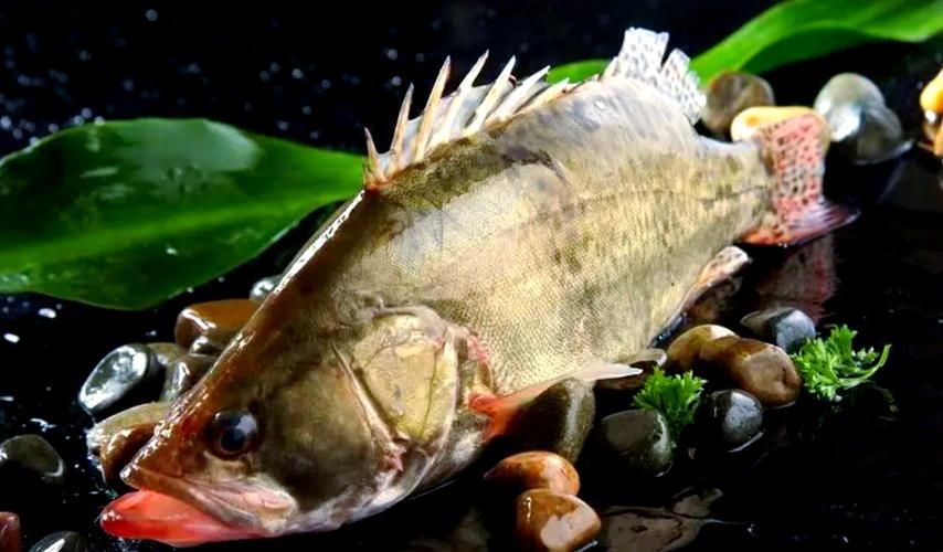 桂魚圖片大全，桂魚常見品種對比表，幫你快速分辨不同種類和生態(tài)差異