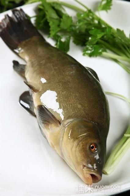 桂魚圖片大全，桂魚常見品種對比表，幫你快速分辨不同種類和生態(tài)差異