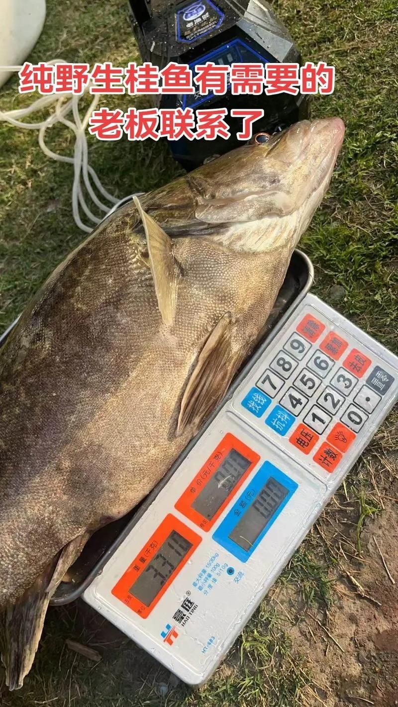 桂魚圖片大全，桂魚常見品種對比表，幫你快速分辨不同種類和生態(tài)差異