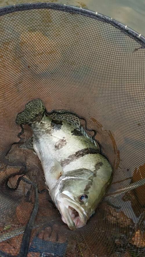 桂魚圖片大全，桂魚常見品種對比表，幫你快速分辨不同種類和生態(tài)差異