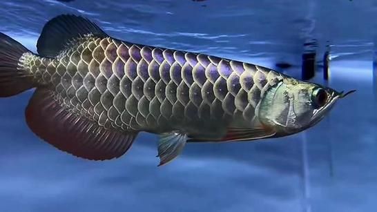 請(qǐng)?zhí)峁讖埞诺溥^背藍(lán)底金龍的圖片，古典過背藍(lán)底藍(lán)底金龍