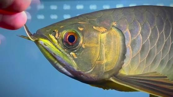 請(qǐng)?zhí)峁讖埞诺溥^背藍(lán)底金龍的圖片，古典過背藍(lán)底藍(lán)底金龍