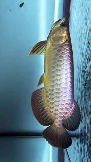 請(qǐng)?zhí)峁讖埞诺溥^背藍(lán)底金龍的圖片，古典過背藍(lán)底藍(lán)底金龍