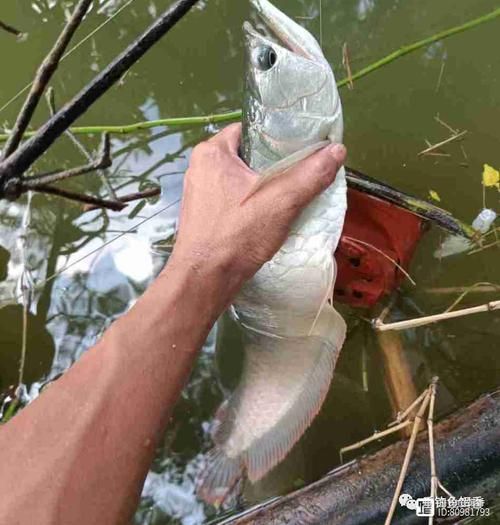桐城龍魚的價格是多少？，桐城龍魚市場價格走勢：紅龍魚因發色艷麗、寓意吉祥而備受追捧