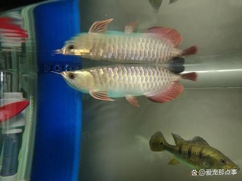 哪些維生素對龍魚恢復最有效？，———科學詳解與癥狀圖解