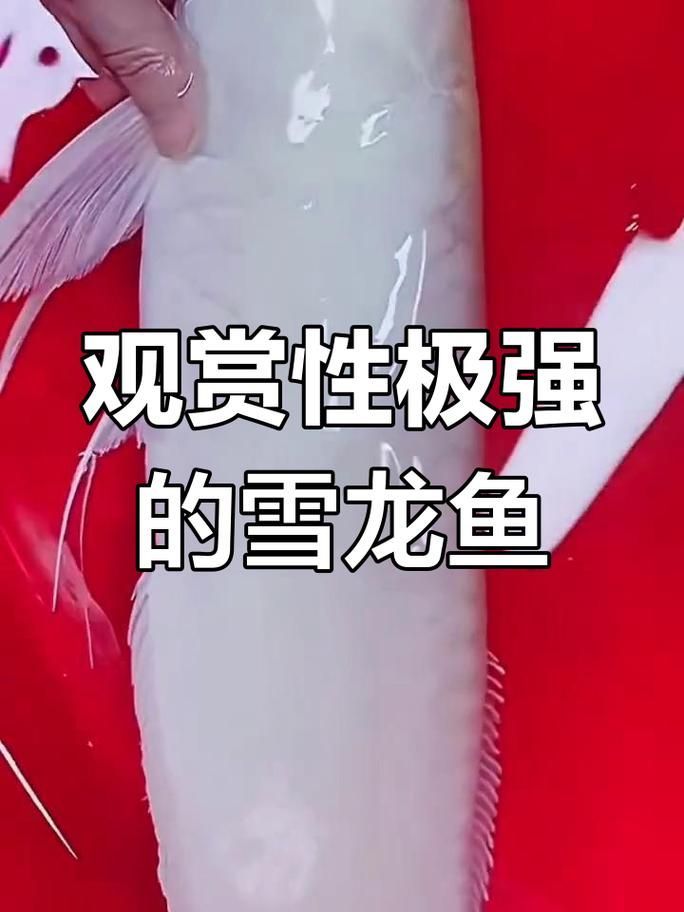 白化龍魚和白子龍魚哪個更適合新手飼養(yǎng)？，白化龍魚與“白化龍魚”與“白子龍魚”的飼養(yǎng)對比圖