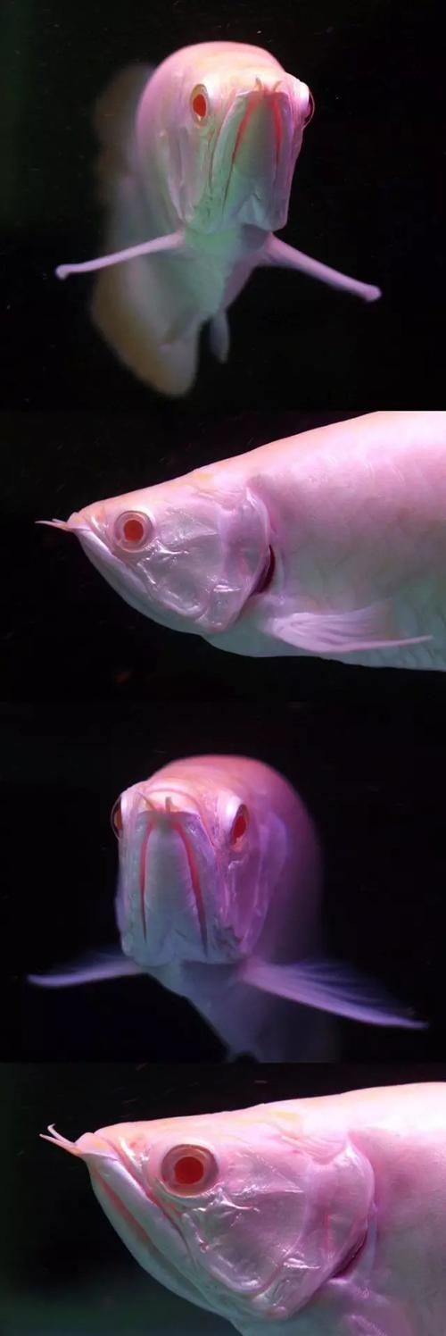 白化龍魚和白子龍魚哪個更適合新手飼養(yǎng)？，白化龍魚與“白化龍魚”與“白子龍魚”的飼養(yǎng)對比圖