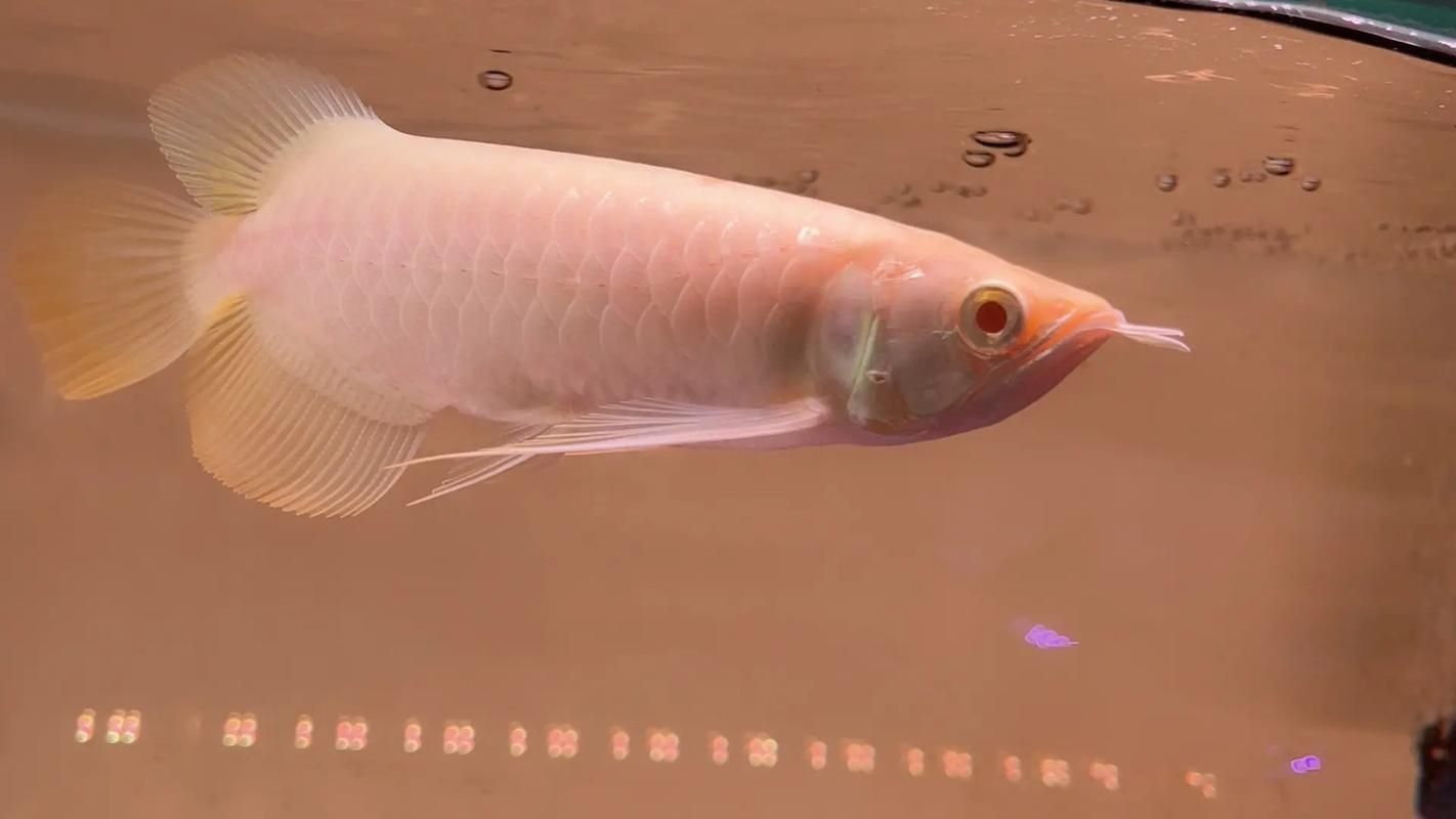 過背金龍魚中哪個品種最稀有，過背金龍魚中哪個品種最有價值 過背金龍魚中哪個品種最稀有，過背金龍魚中哪個品種最有價值 龍魚百科 第2張
