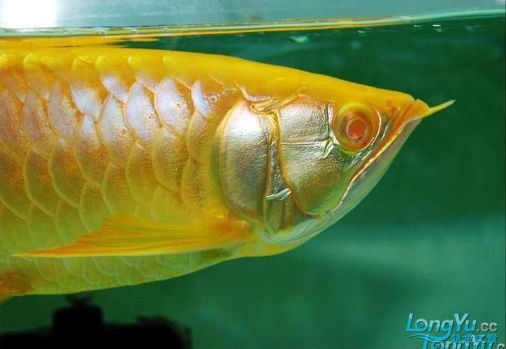 過背金龍魚中哪個品種最稀有，過背金龍魚中哪個品種最有價值 過背金龍魚中哪個品種最稀有，過背金龍魚中哪個品種最有價值 龍魚百科 第4張