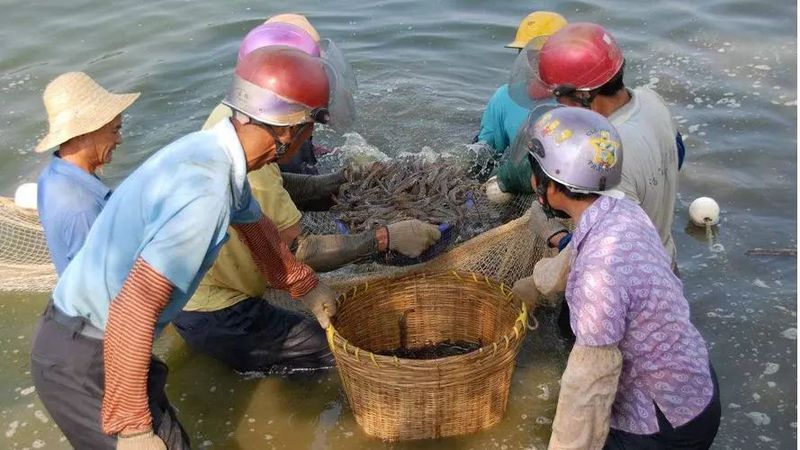 哪些行為異常是魚類的應(yīng)激反應(yīng)，英文文獻(xiàn)進(jìn)一步確認(rèn)魚類應(yīng)激反應(yīng)是其環(huán)境變化、捕食者威脅