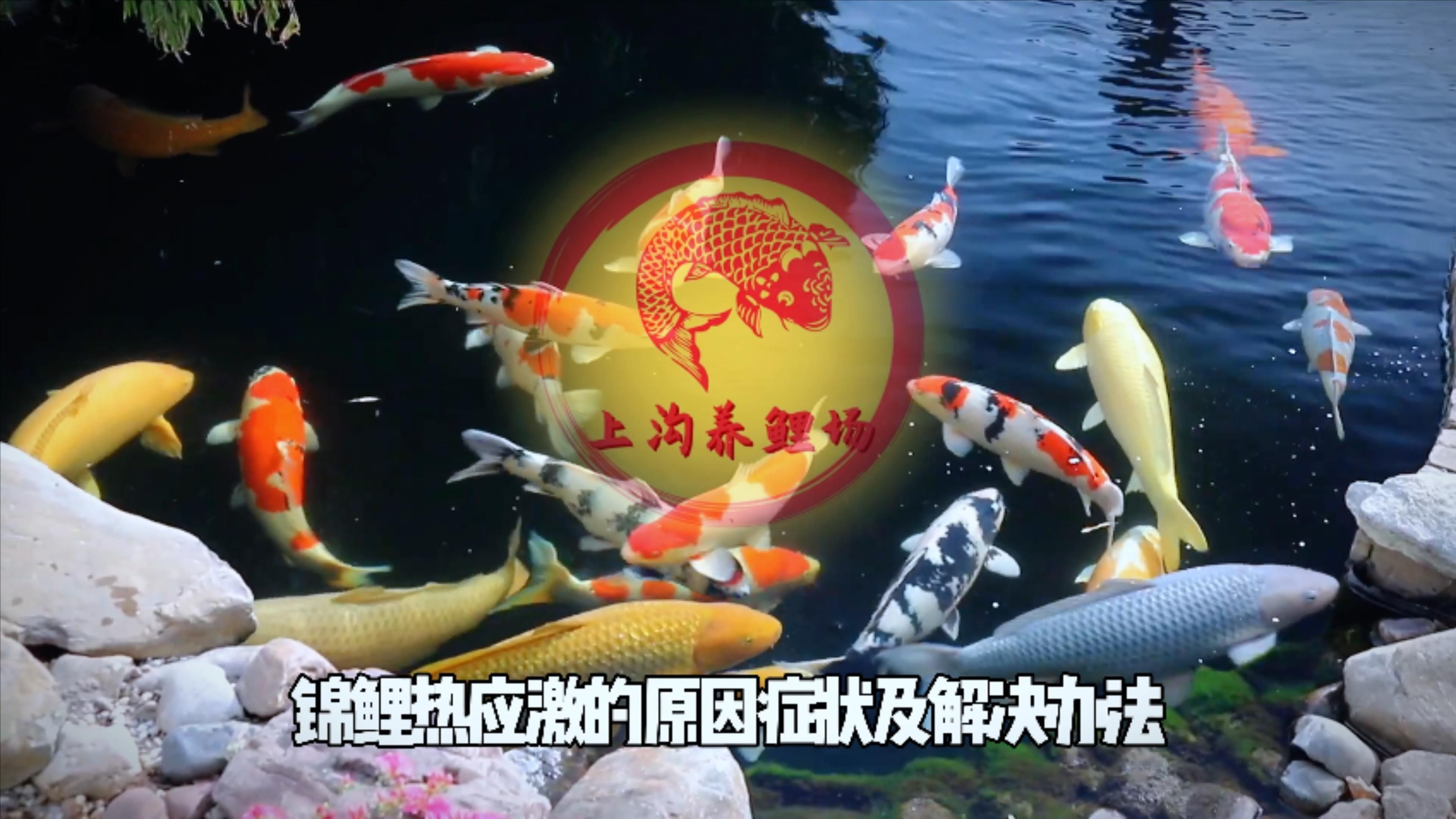 哪些行為異常是魚類的應(yīng)激反應(yīng)，英文文獻(xiàn)進(jìn)一步確認(rèn)魚類應(yīng)激反應(yīng)是其環(huán)境變化、捕食者威脅