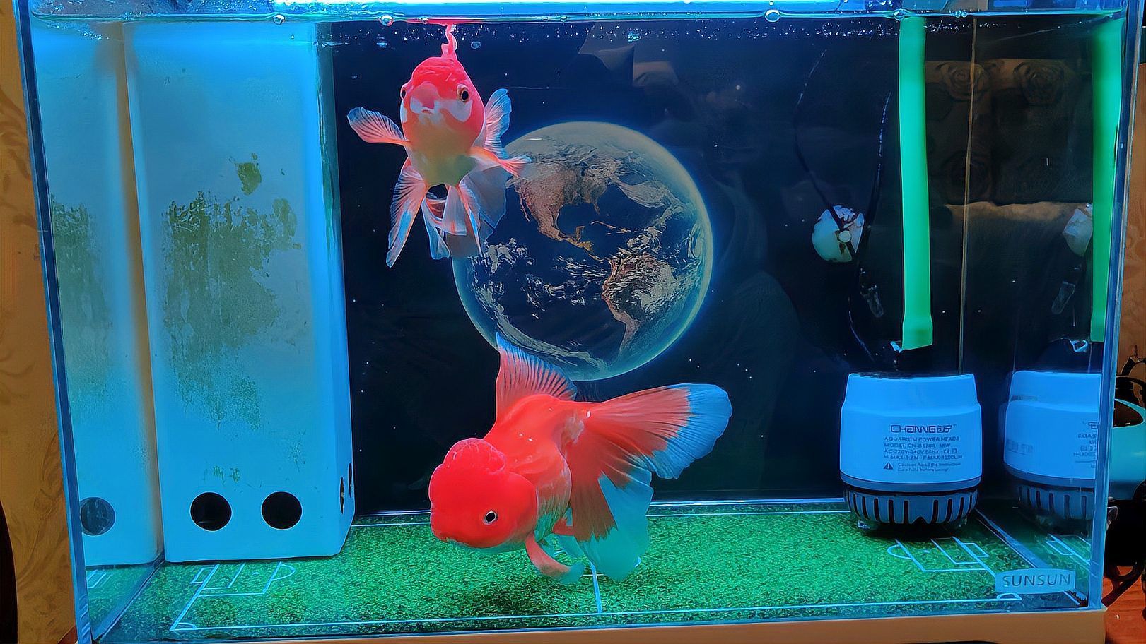 哪些魚更容易出現趴缸現象，哪些魚不容易出現趴缸現象 哪些魚更容易出現趴缸現象，哪些魚不容易出現趴缸現象 龍魚百科 第1張