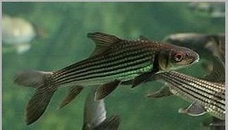 祥龍魚場的七紋巨鯉魚質量如何？，祥龍魚場的“七紋巨鯉魚”質量如何 祥龍魚場的七紋巨鯉魚質量如何？，祥龍魚場的“七紋巨鯉魚”質量如何 龍魚百科 第1張