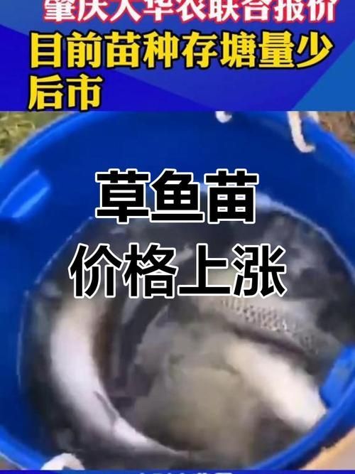 草魚苗批發(fā)價格波動大嗎，草魚苗批發(fā)價格最新走勢,如何預(yù)測草魚苗價格走勢