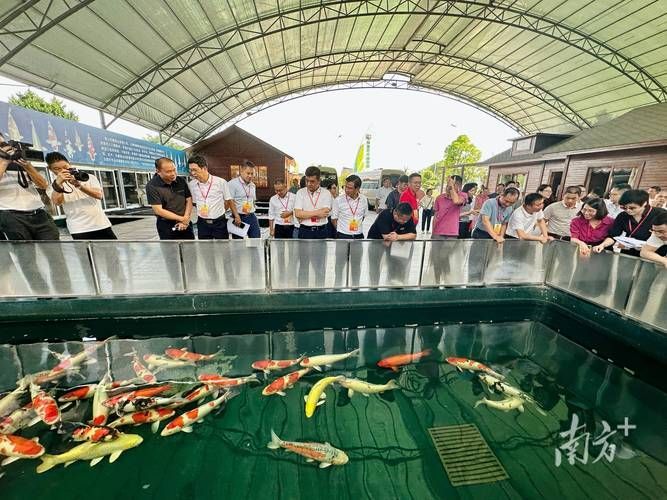 國(guó)內(nèi)龍魚十大漁場(chǎng)排名，中國(guó)龍魚十大漁場(chǎng)排名