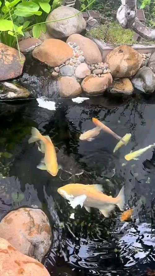 定安龍魚的養殖技術有哪些，定安龍魚養殖技術