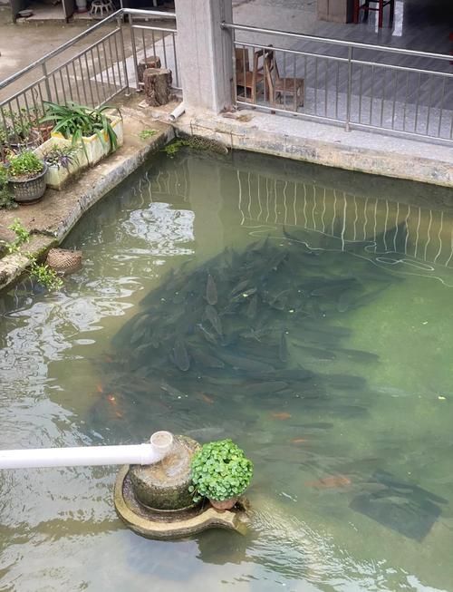 定安龍魚的養殖技術有哪些，定安龍魚養殖技術