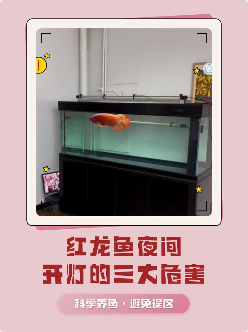 紅龍魚誘色時需要開夜燈嗎？，紅龍魚誘色期需要哪些營養(yǎng)補充紅龍魚誘色期需要哪些營養(yǎng)補充