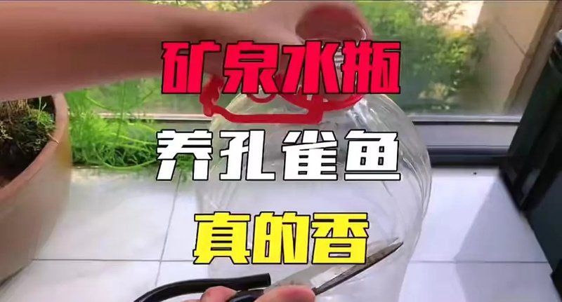 有哪些魚缸適合養綠水？，哪些魚缸適合養綠水？