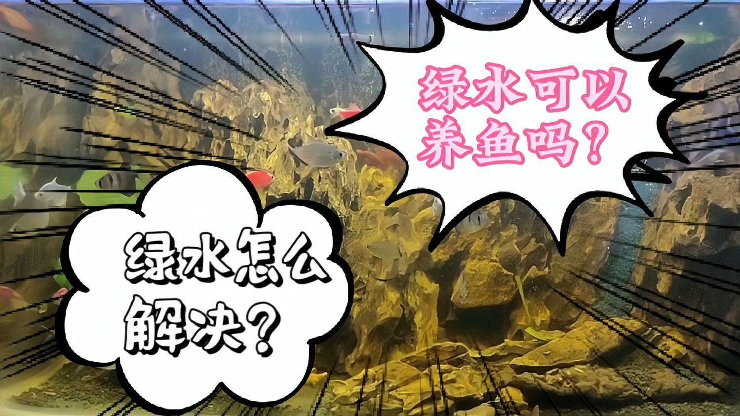 有哪些魚缸適合養綠水？，哪些魚缸適合養綠水？