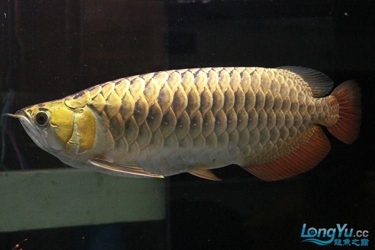 哪些龍魚品種最難養(yǎng)