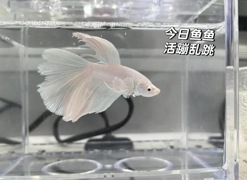 魚尾巴爛了后多久能恢復，尾巴爛了后多久能恢復取決于多種因素，包括爛掉的程度、治療措施