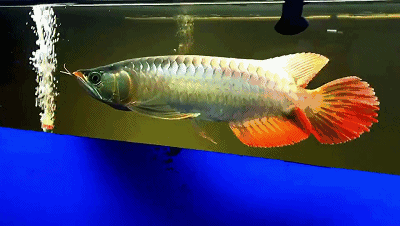 有沒有紅龍魚動(dòng)態(tài)壁紙，如何設(shè)置紅龍魚動(dòng)態(tài)壁紙