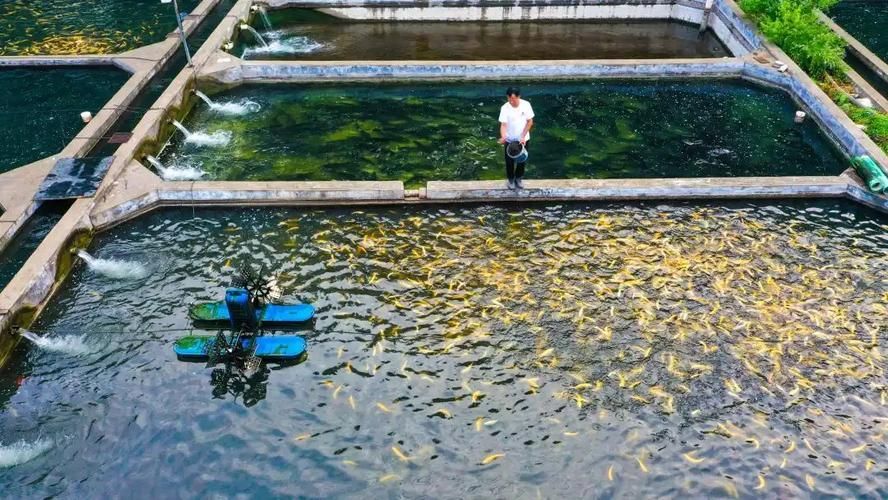 井陘礦龍魚是否為一種新品種？，“井陘礦龍魚”是否為新發現物種？