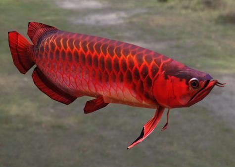 如何辨別紅金龍魚(yú)的品相，如何判斷紅金龍魚(yú)的品種