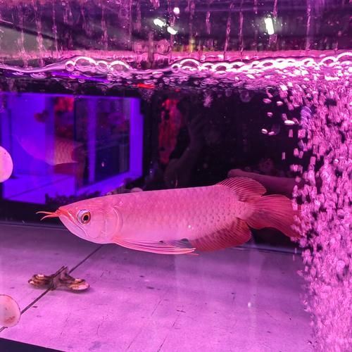 如何辨別紅金龍魚(yú)的品相，如何判斷紅金龍魚(yú)的品種
