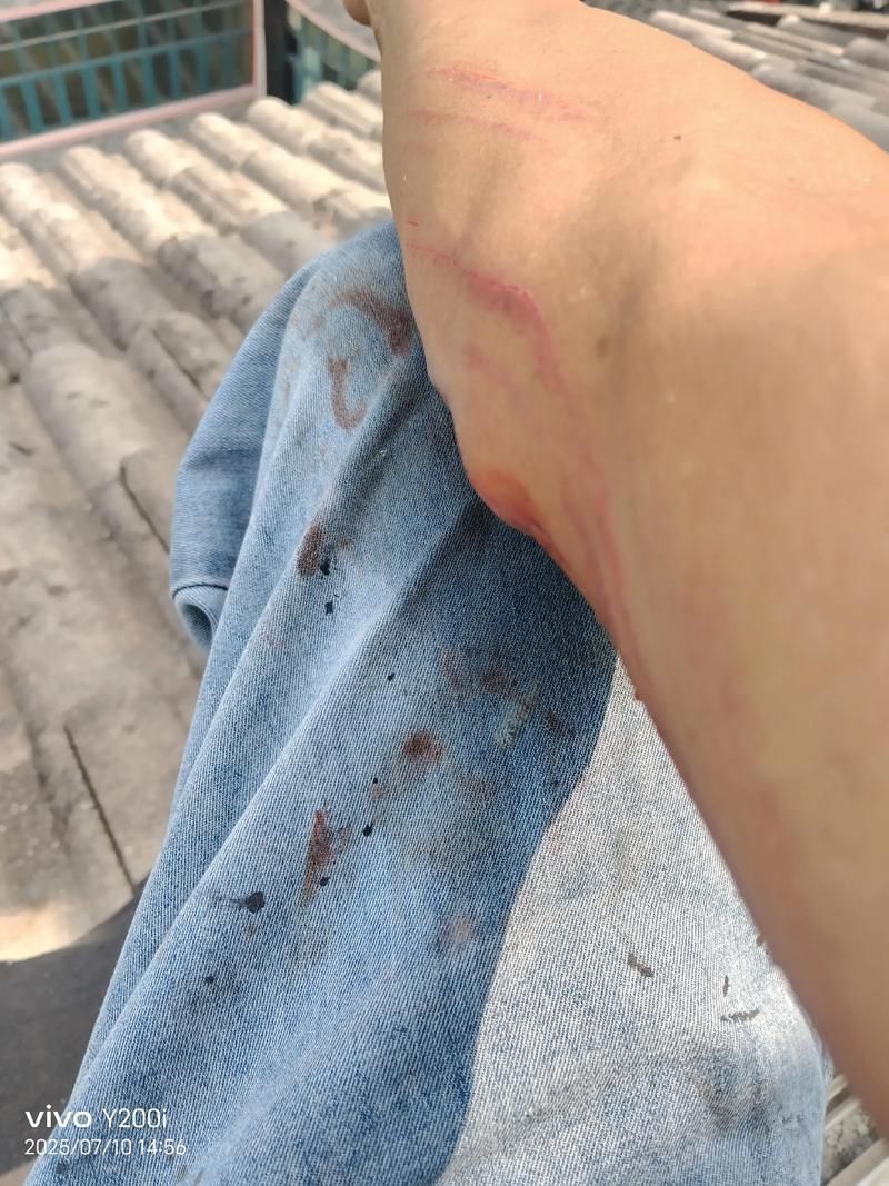 黑鱗龍魚最怕三個(gè)東西，關(guān)于黑鱗龍魚的問題