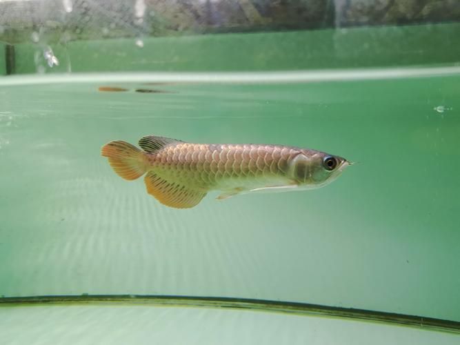 黑鱗龍魚最怕三個(gè)東西，關(guān)于黑鱗龍魚的問題