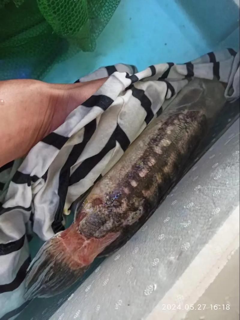 黑鱗龍魚最怕三個(gè)東西，關(guān)于黑鱗龍魚的問題