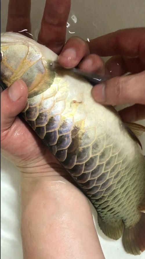 黑鱗龍魚最怕三個(gè)東西，關(guān)于黑鱗龍魚的問題