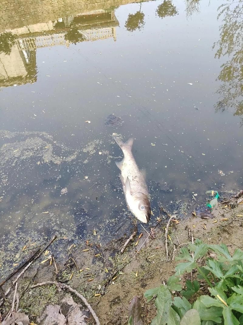 黑鱗龍魚最怕三個(gè)東西，關(guān)于黑鱗龍魚的問題