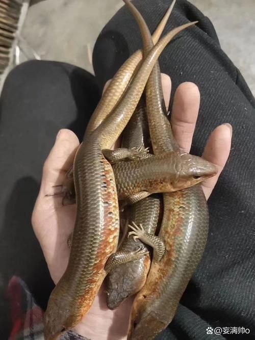 石龍魚的飼養難度大嗎？，如何判斷石龍魚是否健康？