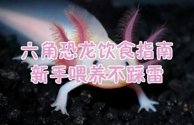 哪些食物對六角恐龍健康有益，六角恐龍的飲食指南