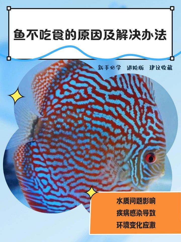 魚突然不吃食的6大原因，魚不吃食的6大原因及解決方法 魚突然不吃食的6大原因，魚不吃食的6大原因及解決方法 龍魚百科 第1張