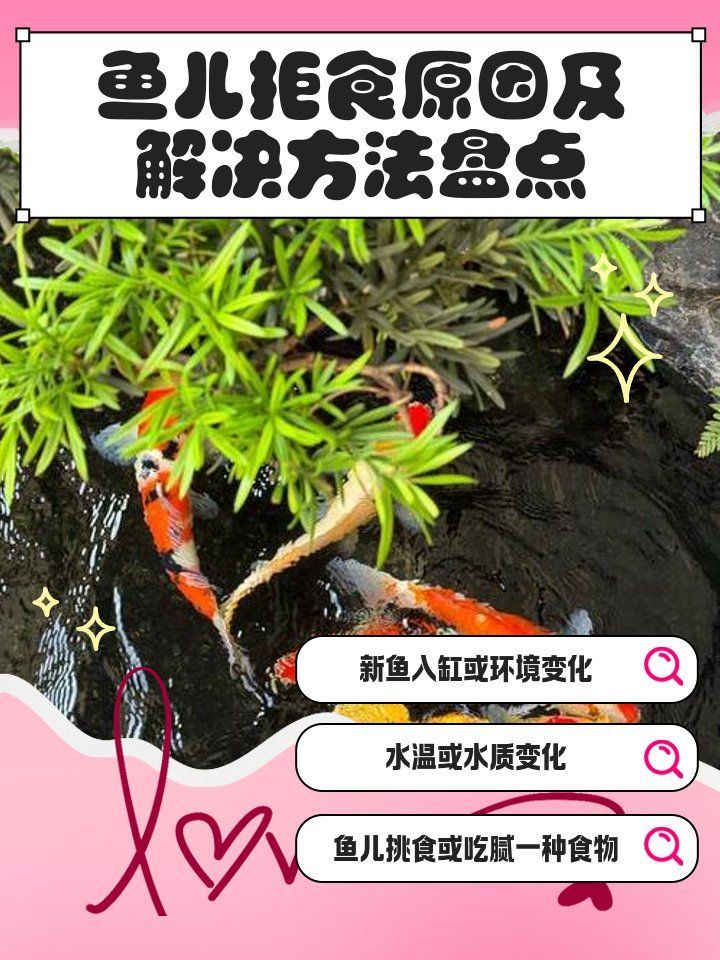 魚突然不吃食的6大原因，魚不吃食的6大原因及解決方法 魚突然不吃食的6大原因，魚不吃食的6大原因及解決方法 龍魚百科 第2張