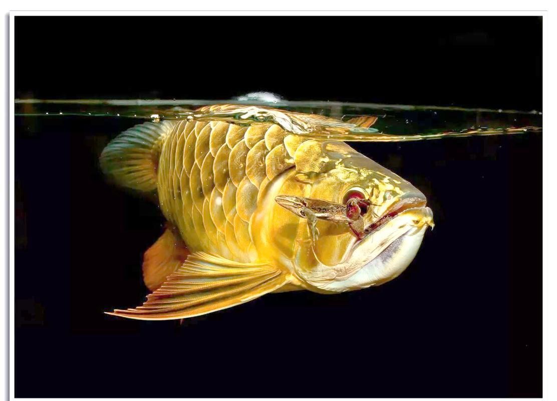 如何區分龍魚的正常捕食行為和異常張嘴？，如何區分龍魚的正常捕食行為與異常張嘴？