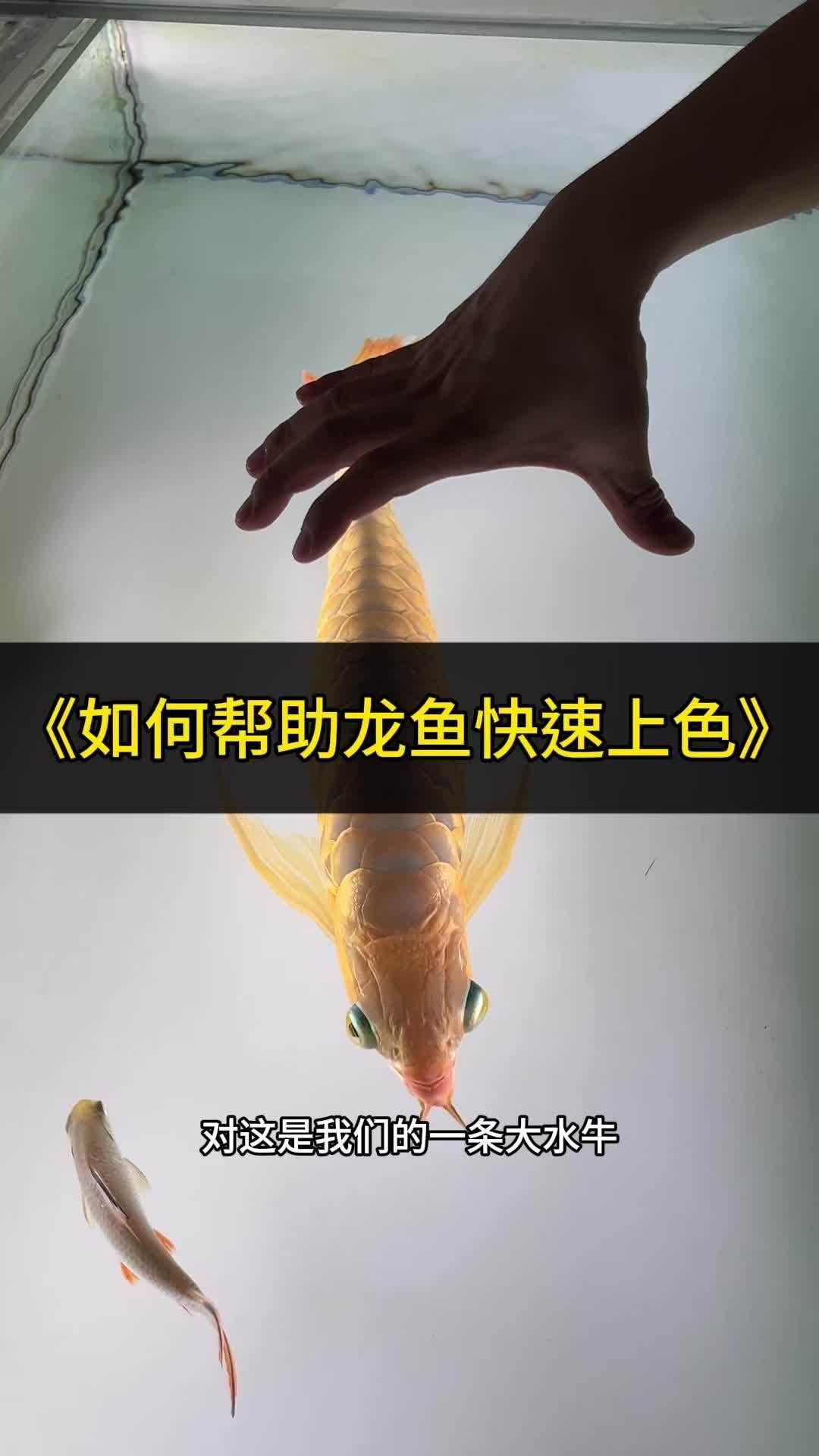 如何改善龍魚的營養缺乏，arxiv論文助手（arxiv論文助手）、arxiv論文