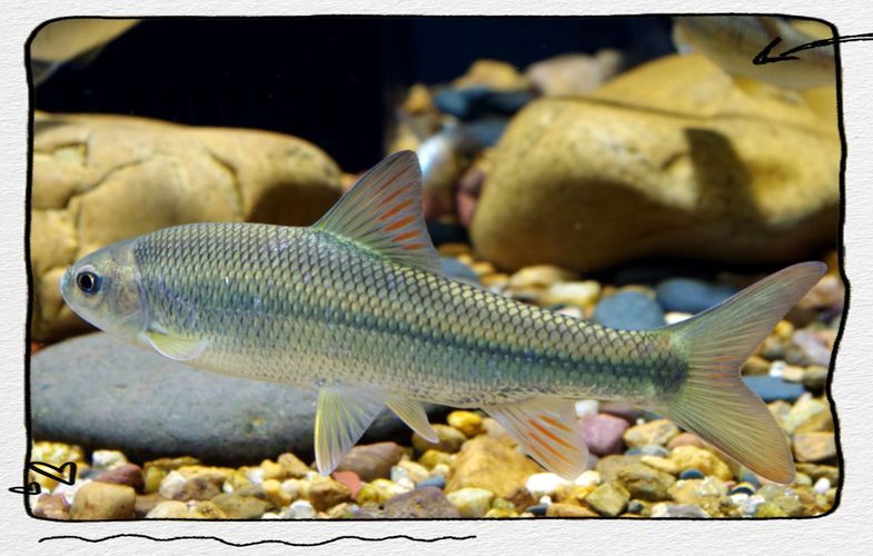 城口鱄魚和龍魚有什么區(qū)別？，城口鱄魚與龍魚的區(qū)別