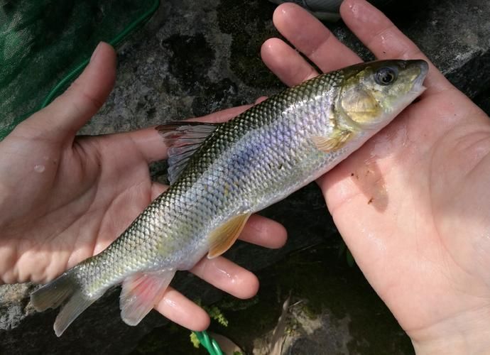 城口鱄魚和龍魚有什么區(qū)別？，城口鱄魚與龍魚的區(qū)別