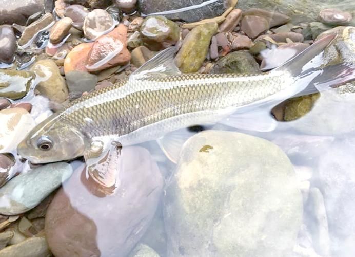 城口鱄魚和龍魚有什么區(qū)別？，城口鱄魚與龍魚的區(qū)別