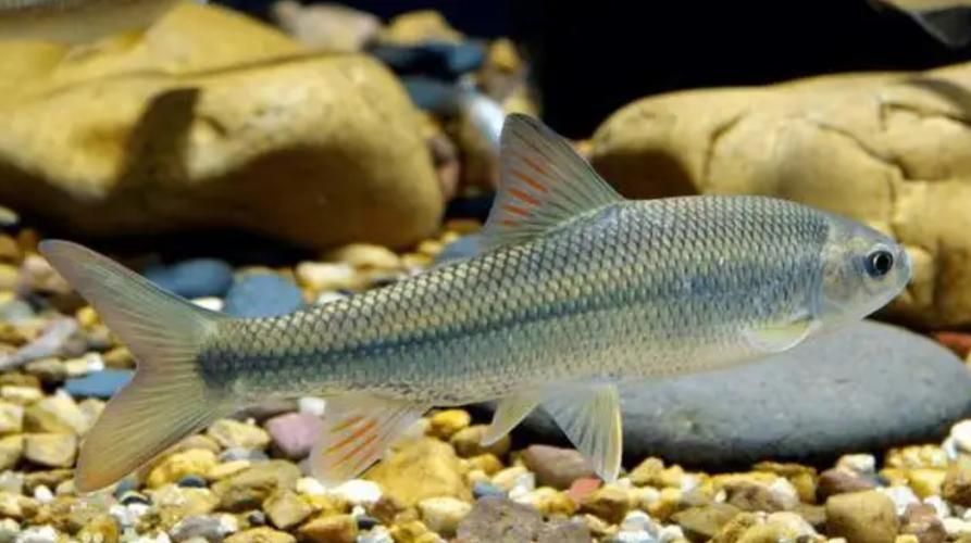 城口鱄魚和龍魚有什么區(qū)別？，城口鱄魚與龍魚的區(qū)別