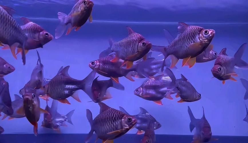 IKI集團(tuán)和祥龍魚場(chǎng)哪個(gè)更頂級(jí)，iki集團(tuán)與祥龍魚場(chǎng)哪個(gè)更頂級(jí)