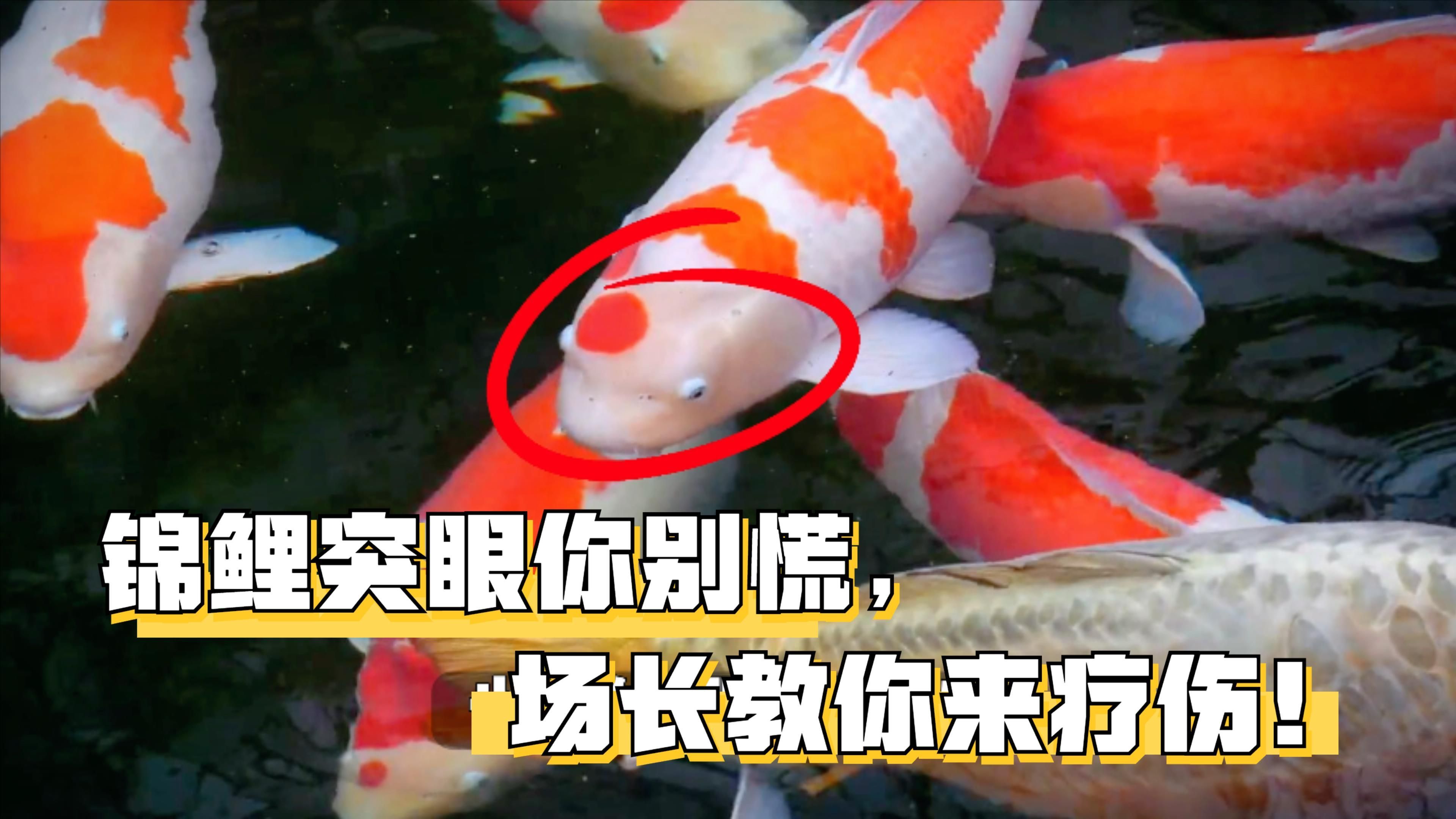 魚突眼能自愈嗎，錦鯉突眼了怎么辦