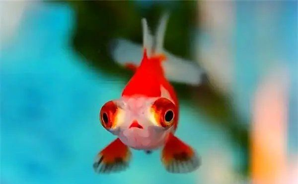 哪些飼料有助于預(yù)防失鰾癥，如何判斷金魚(yú)是否患有失鰾癥